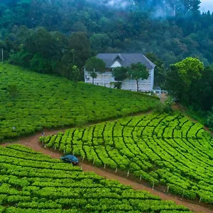 3* Hotel Tea Harvester